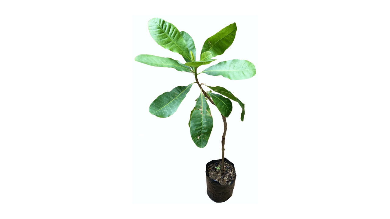 Lakpura Cashew Plant Grafted Plant