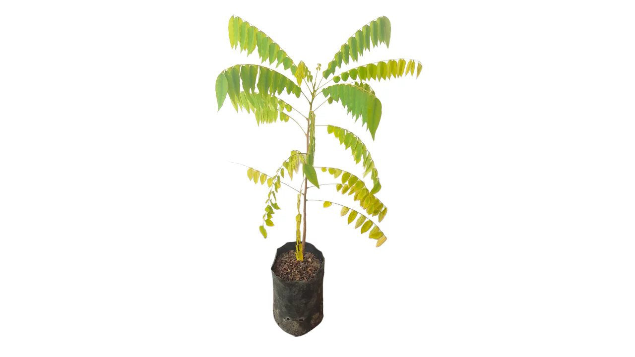 Lakpura Cucumber tree (Bilin) Plant