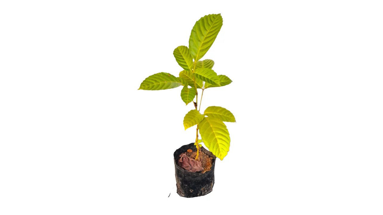 Lakpura Gurulla Plant