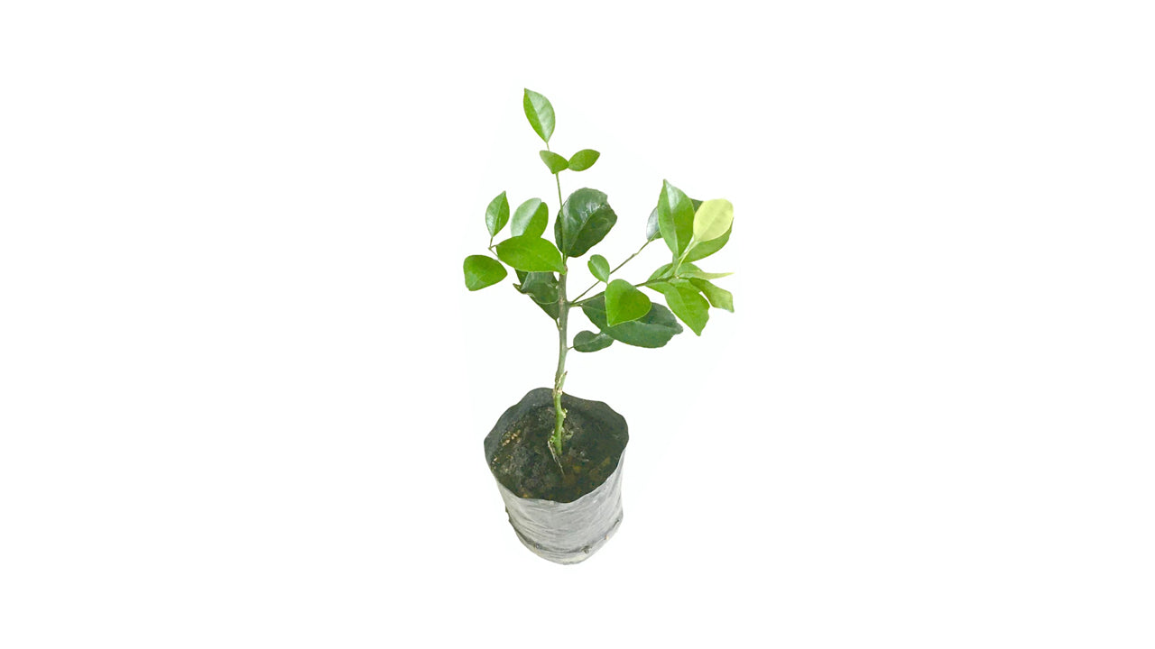 Lakpura Heen Naran Grafted Plant