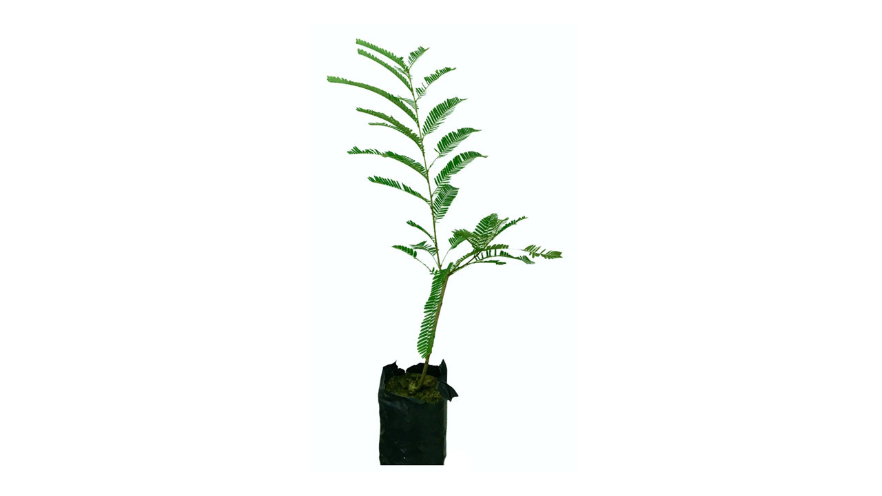 Lakpura Ceylon Gooseberry (Beheth Nelli) Grafted Plant