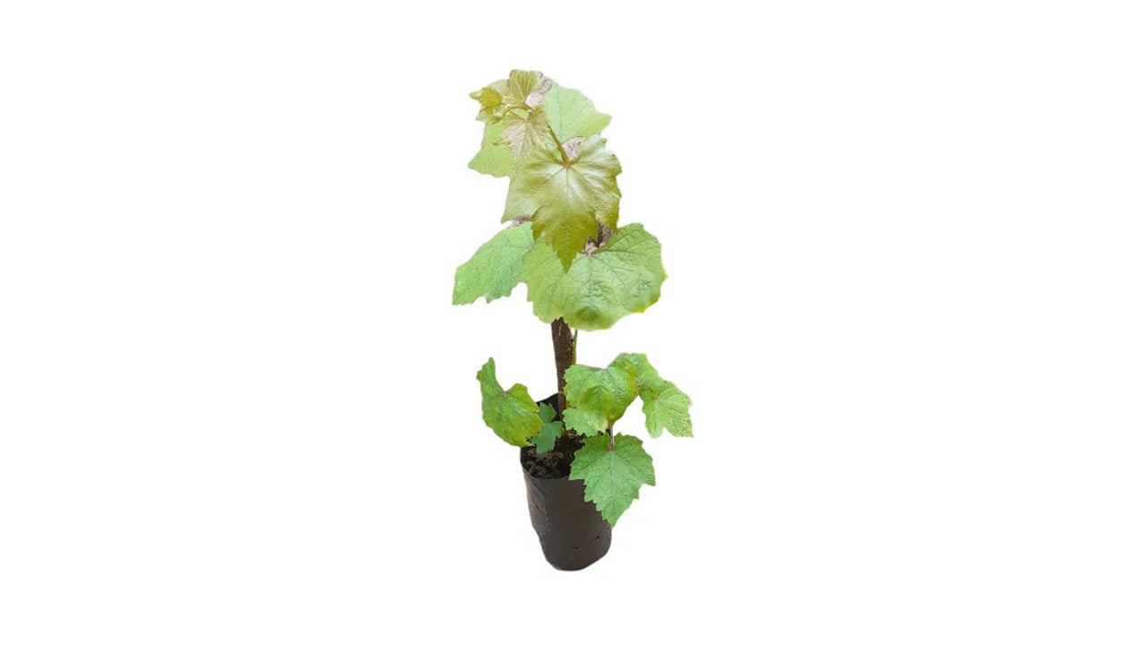 Lakpura Isabella Grapes (Purple) Fruit Plant
