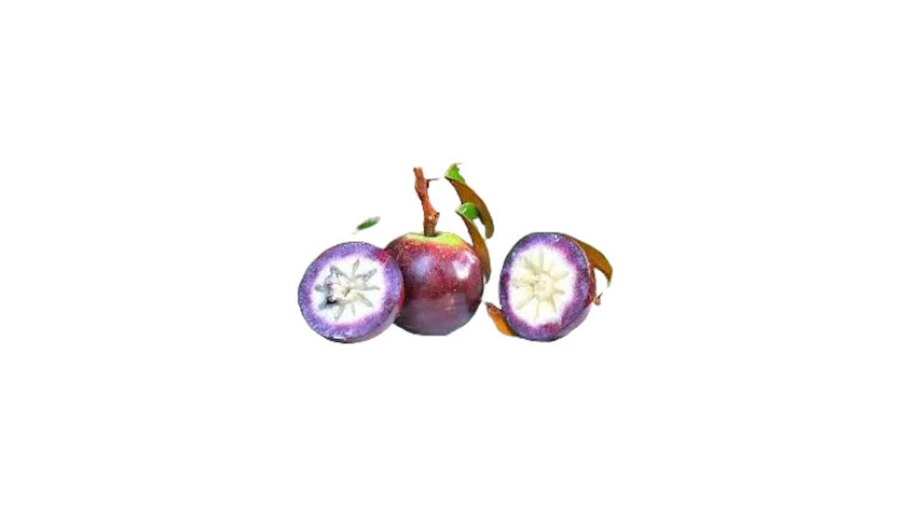 Lakpura Kiri Palu Layered Plant