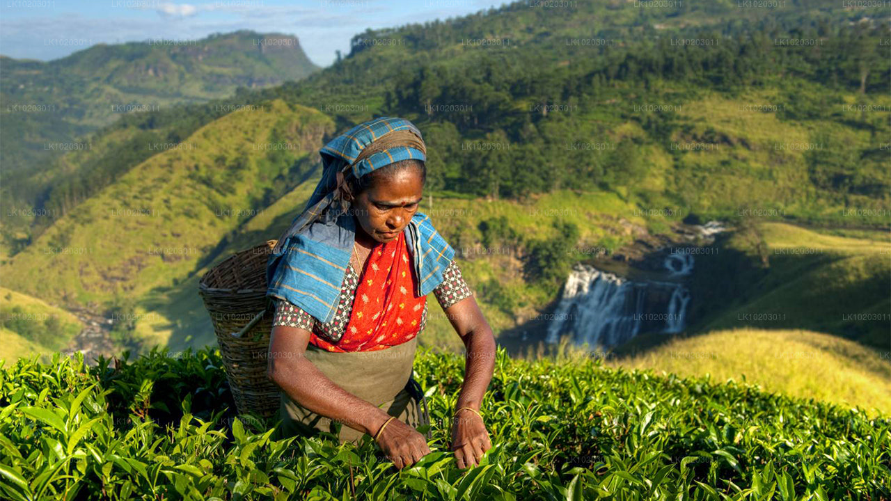 Colombo'dan Nuwara Eliya (2 Gün)