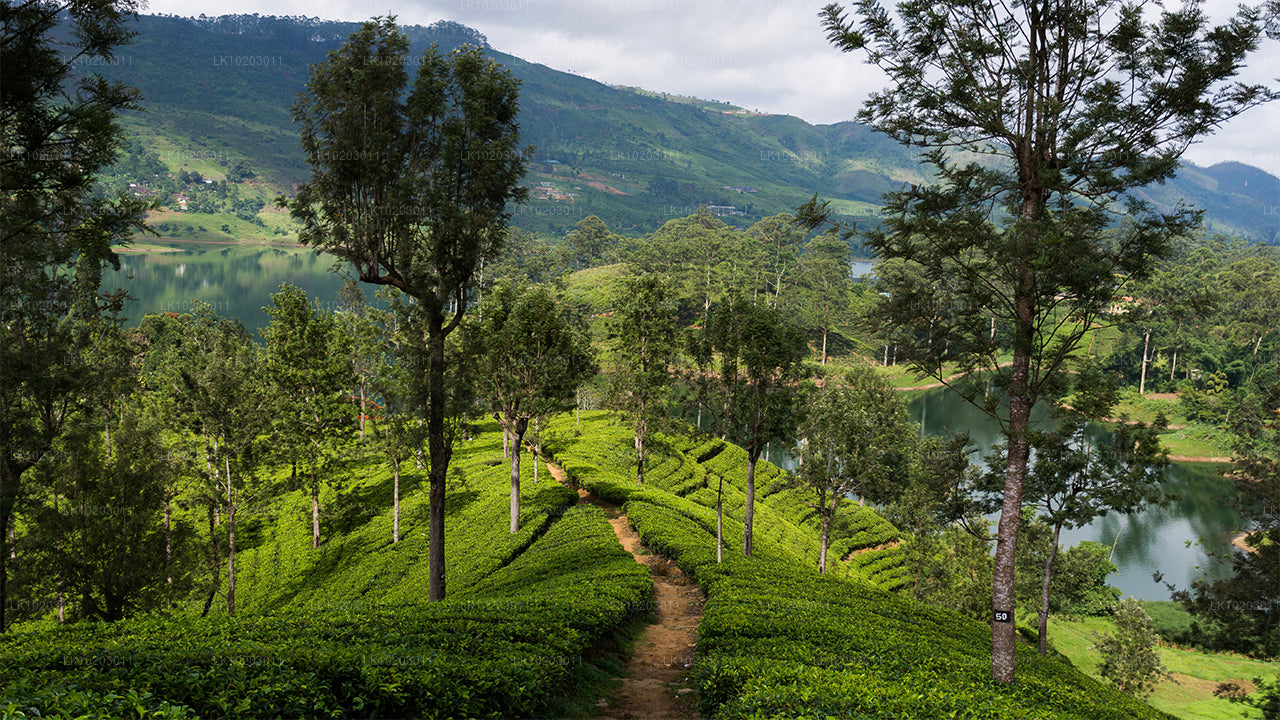 Colombo'dan Nuwara Eliya (2 Gün)