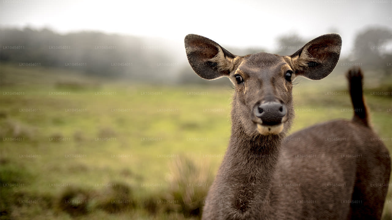 Horton Plains Macerası (4 Gün)