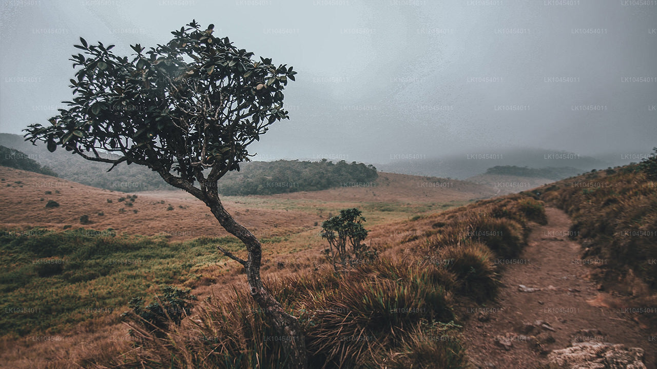 Horton Plains Macerası (4 Gün)