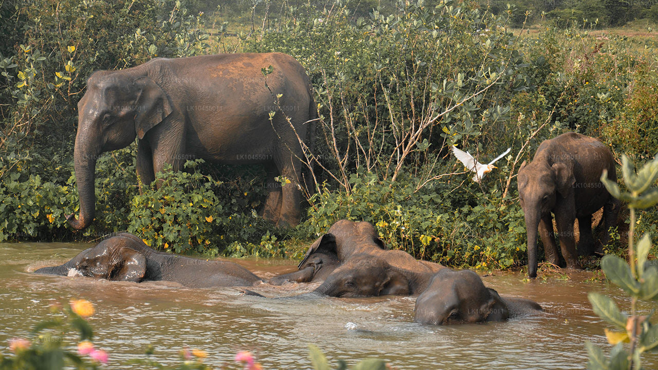 Sri Lanka Aborjin Turu (4 Gün)