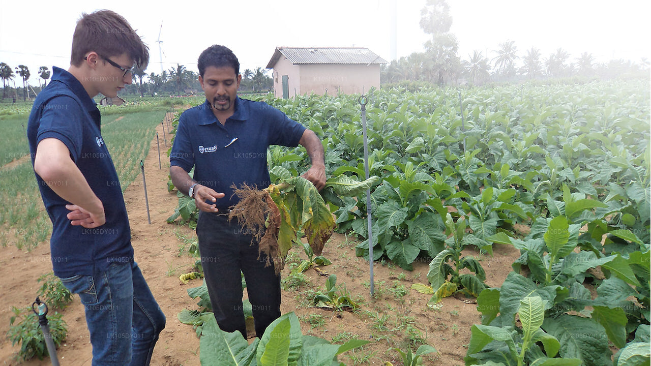 Sri Lanka Agro Turu (6 Gün)