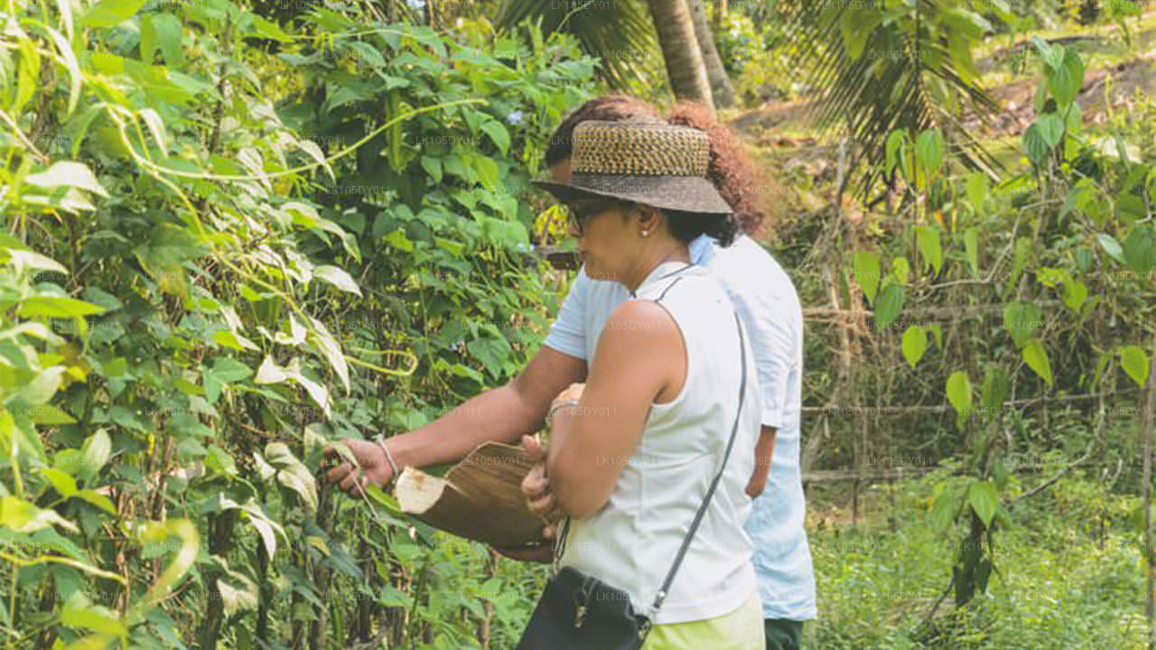 Sri Lanka Agro Turu (6 Gün)