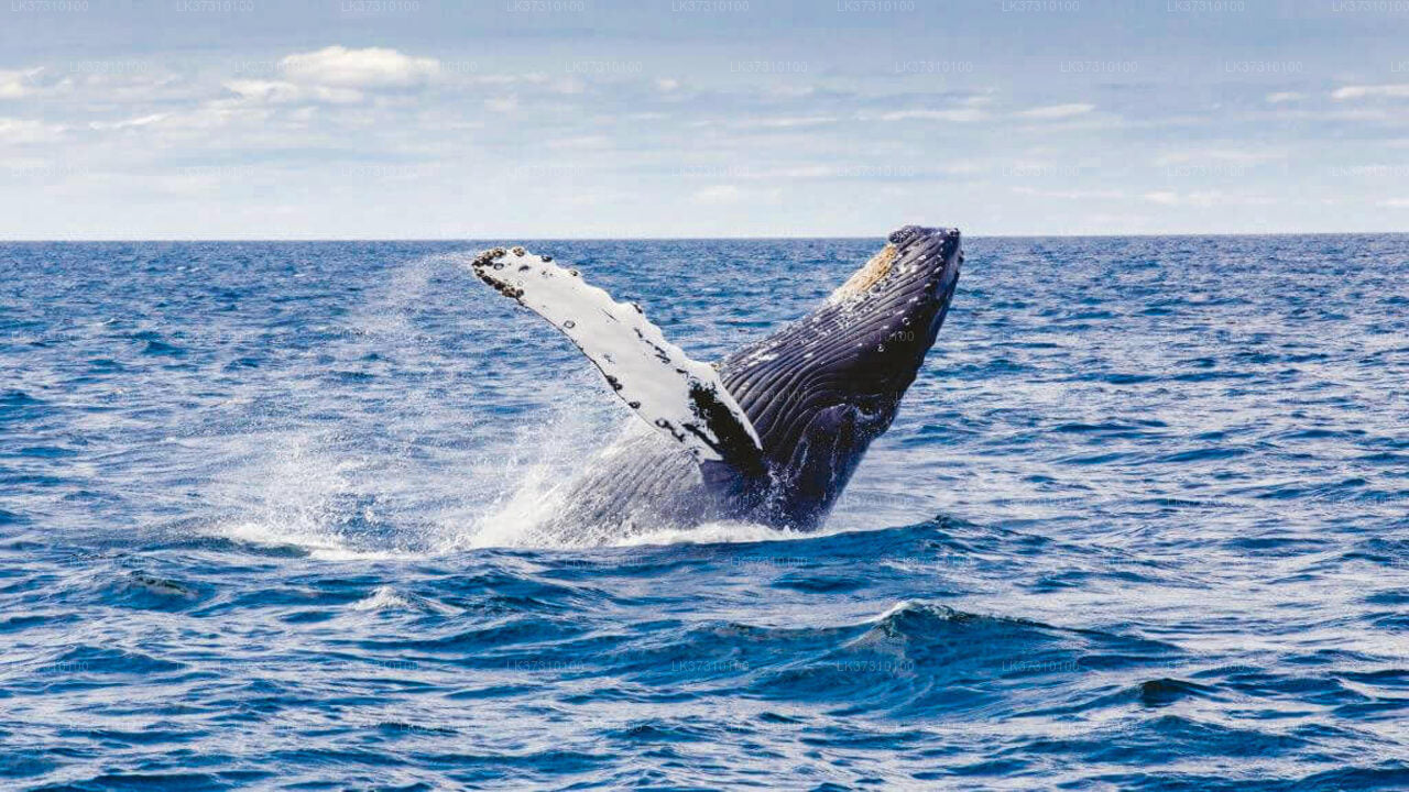 Whale Watching from Ahangama on Shared Boat