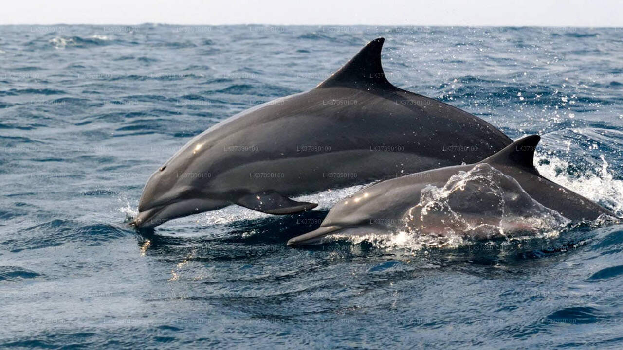 Whale Watching from Balapitiya on Shared Boat