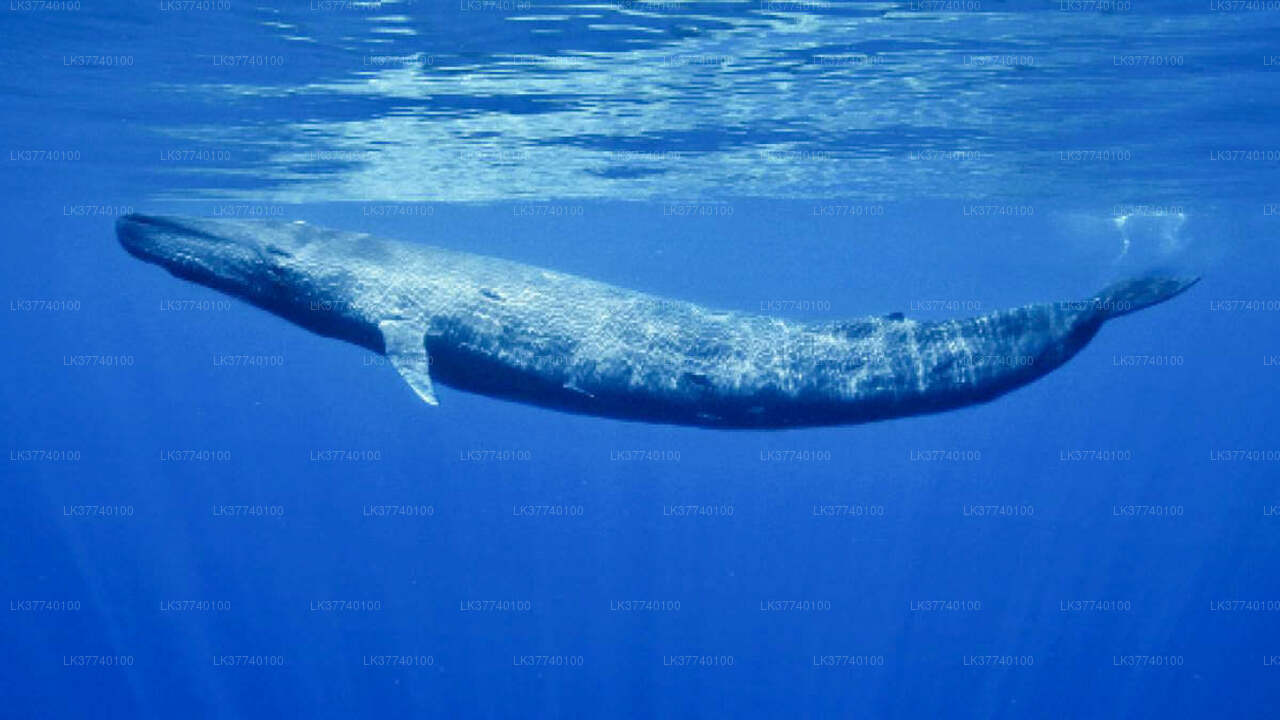 Whale Watching from Ambalangoda on Shared Boat