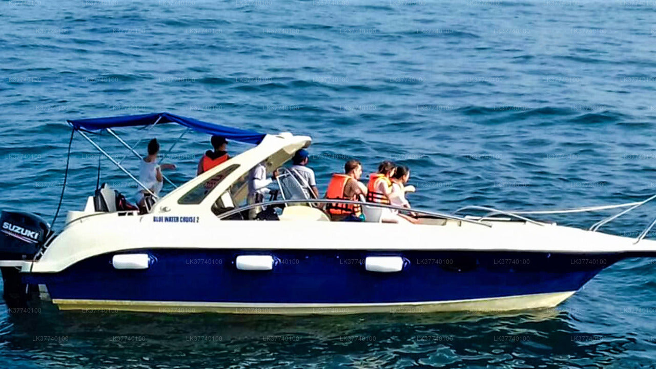 Whale Watching from Ambalangoda on Shared Boat