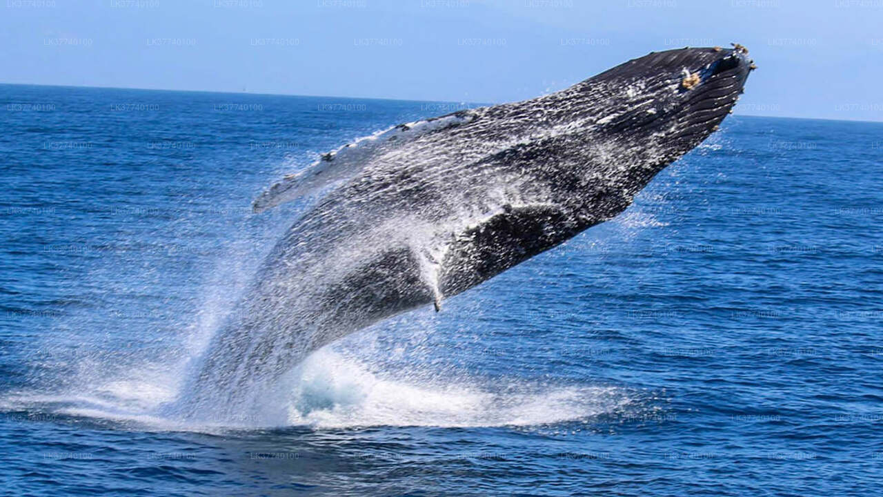 Whale Watching from Ambalangoda on Shared Boat