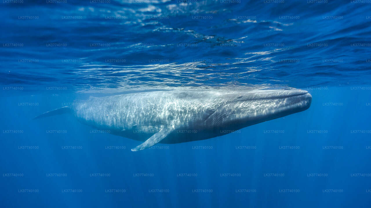 Whale Watching from Ambalangoda on Shared Boat