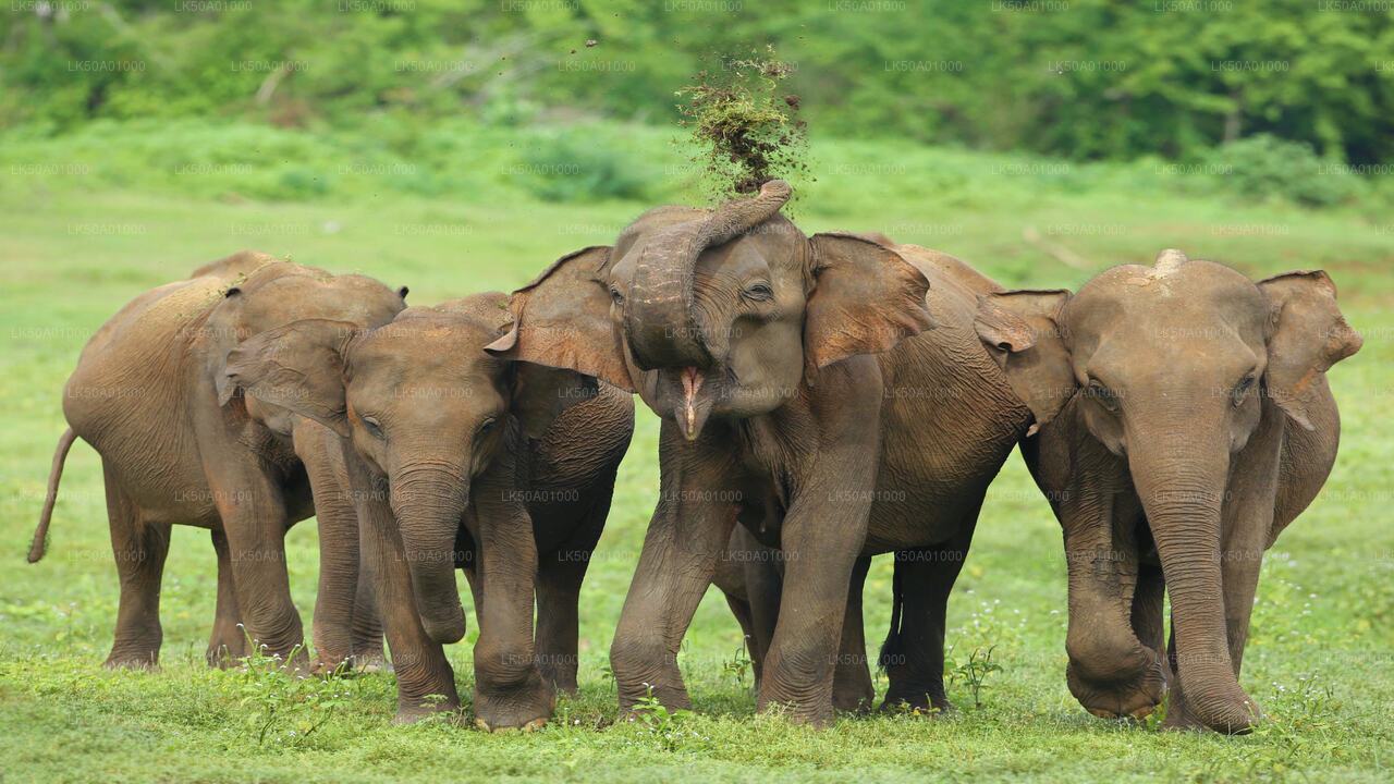 Udawalawe Milli Parkı Naturalist ile Özel Safari