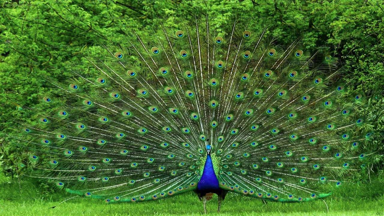 Udawalawe Milli Parkı Giriş Bileti