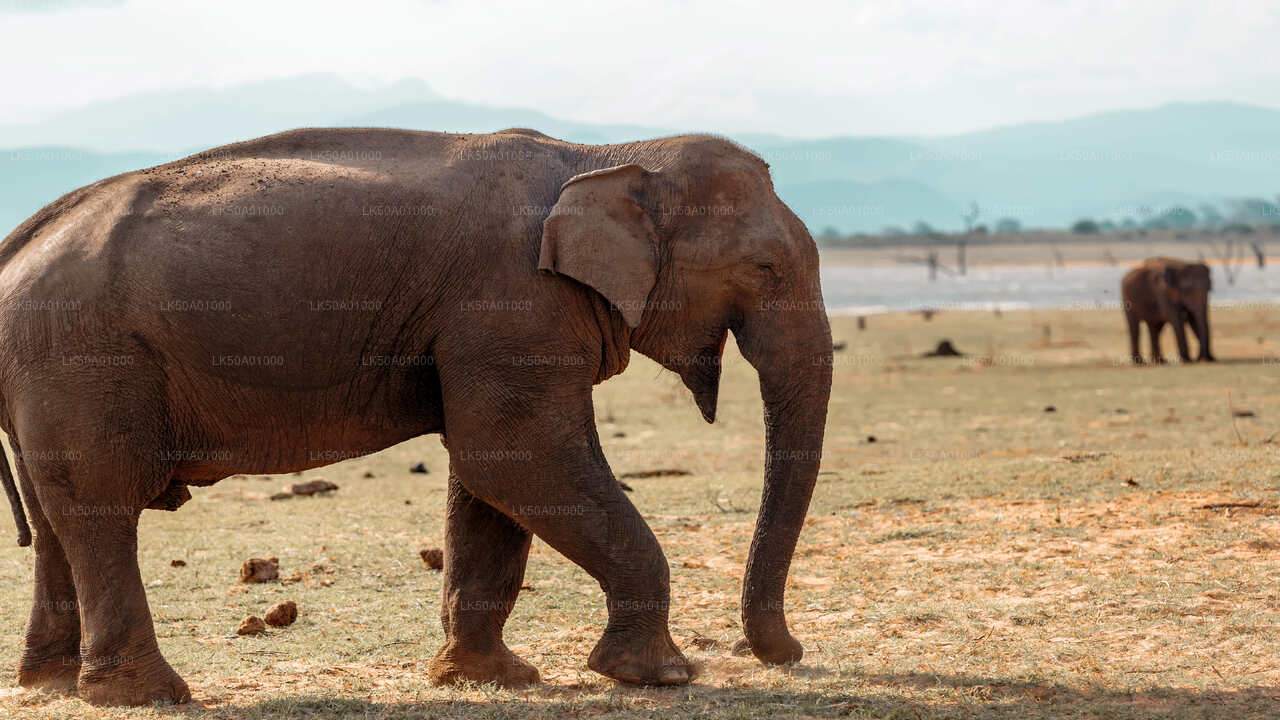 Udawalawe Milli Parkı Giriş Bileti