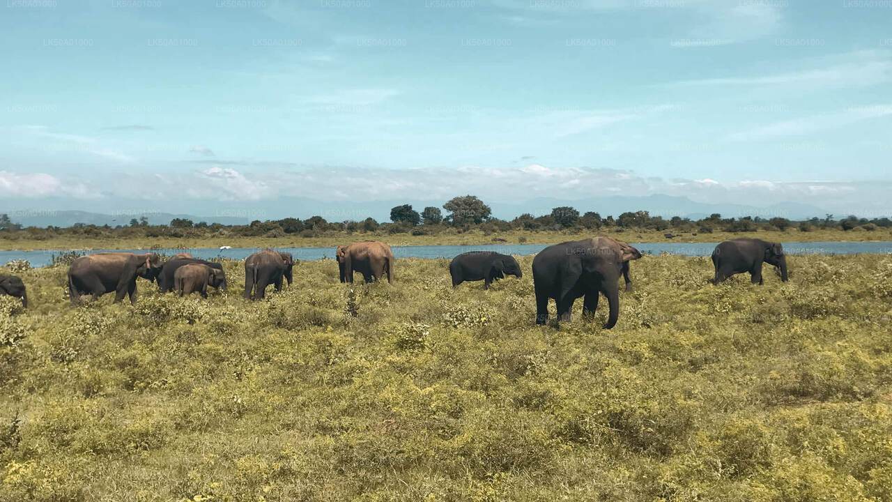 Udawalawe Milli Parkı Giriş Bileti
