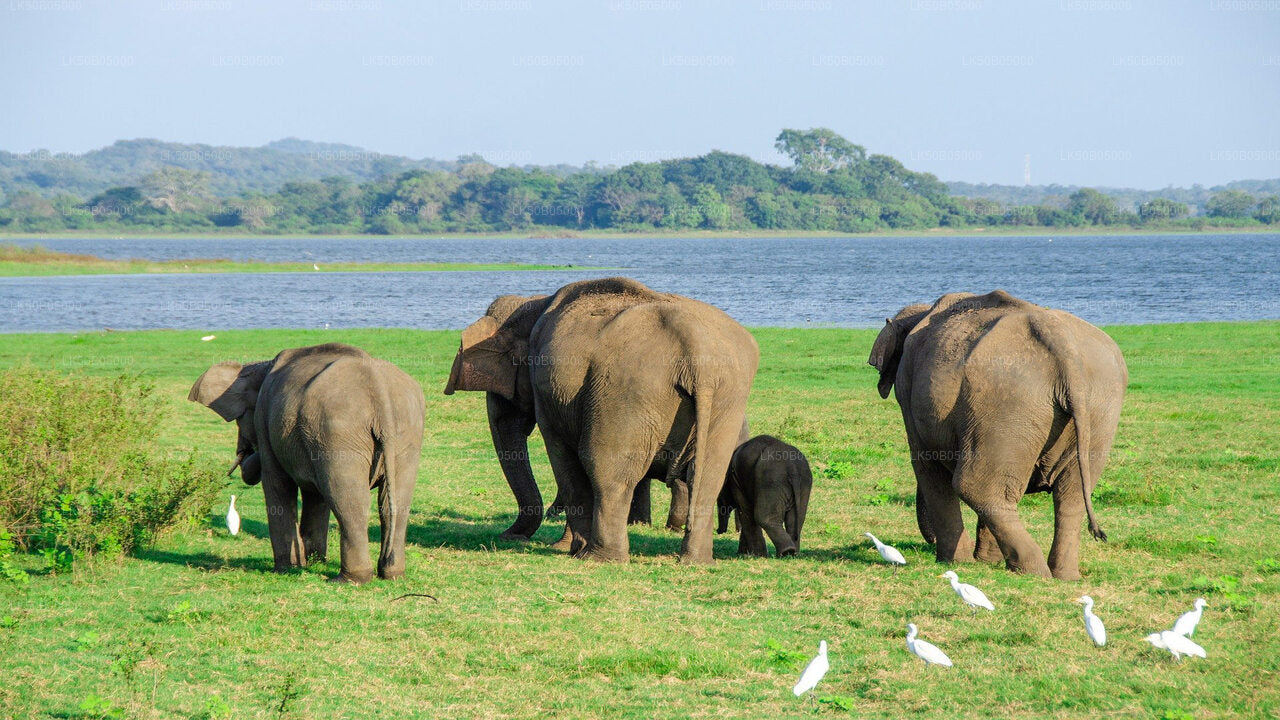 Sigiriya'dan Minneriya Milli Parkı Özel Safari