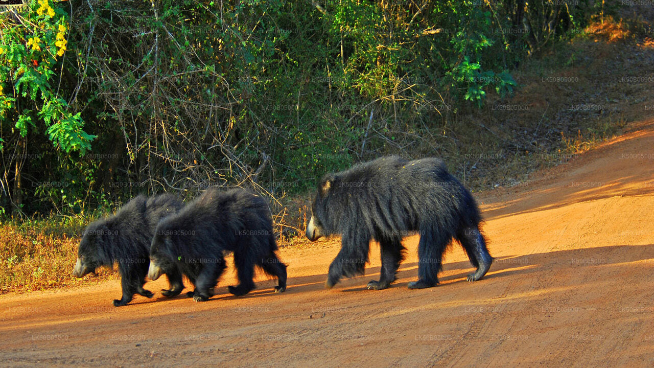 Sigiriya'dan Minneriya Milli Parkı Özel Safari