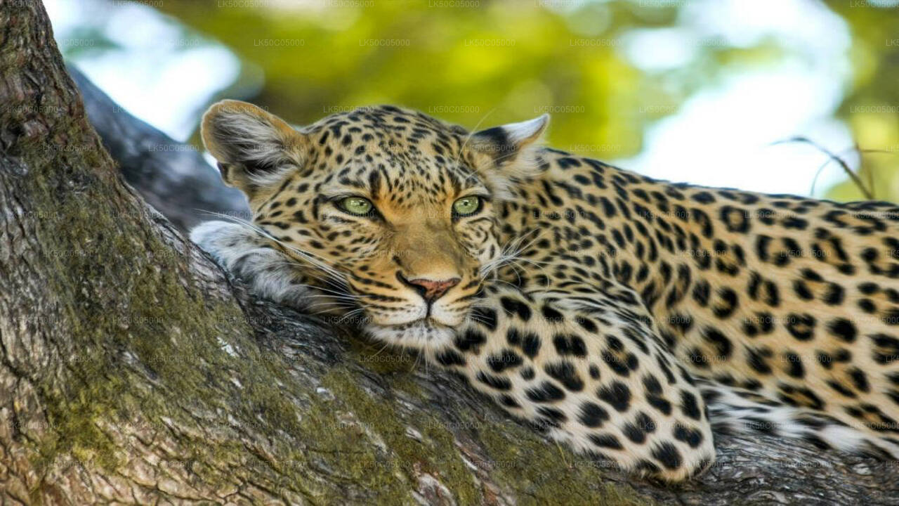Tissamaharama'dan Yala Milli Parkı Safari