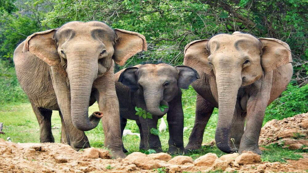 Tissamaharama'dan Yala Milli Parkı Safari