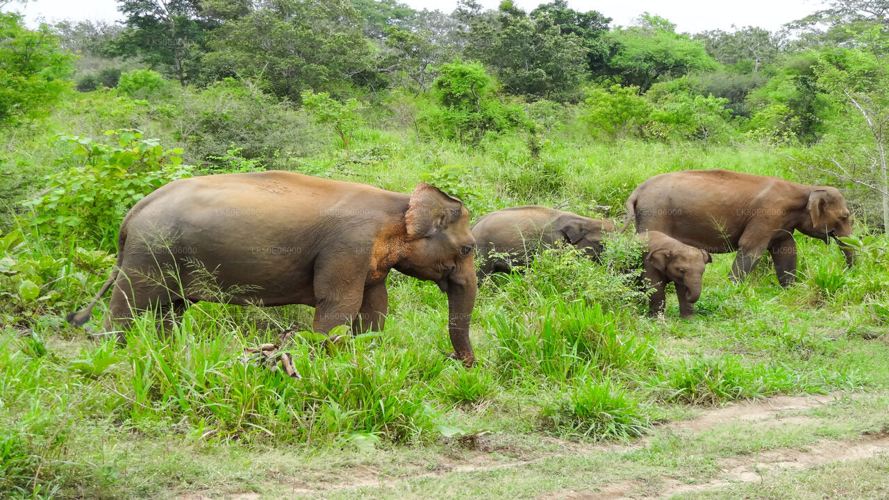 Dambulla'dan Minneriya Milli Parkı Özel Safari