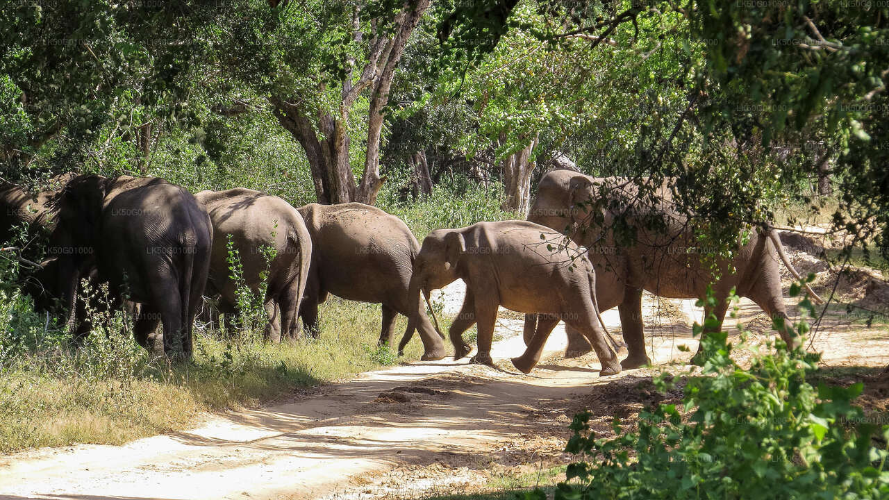 Kumana Milli Parkı Özel Safari