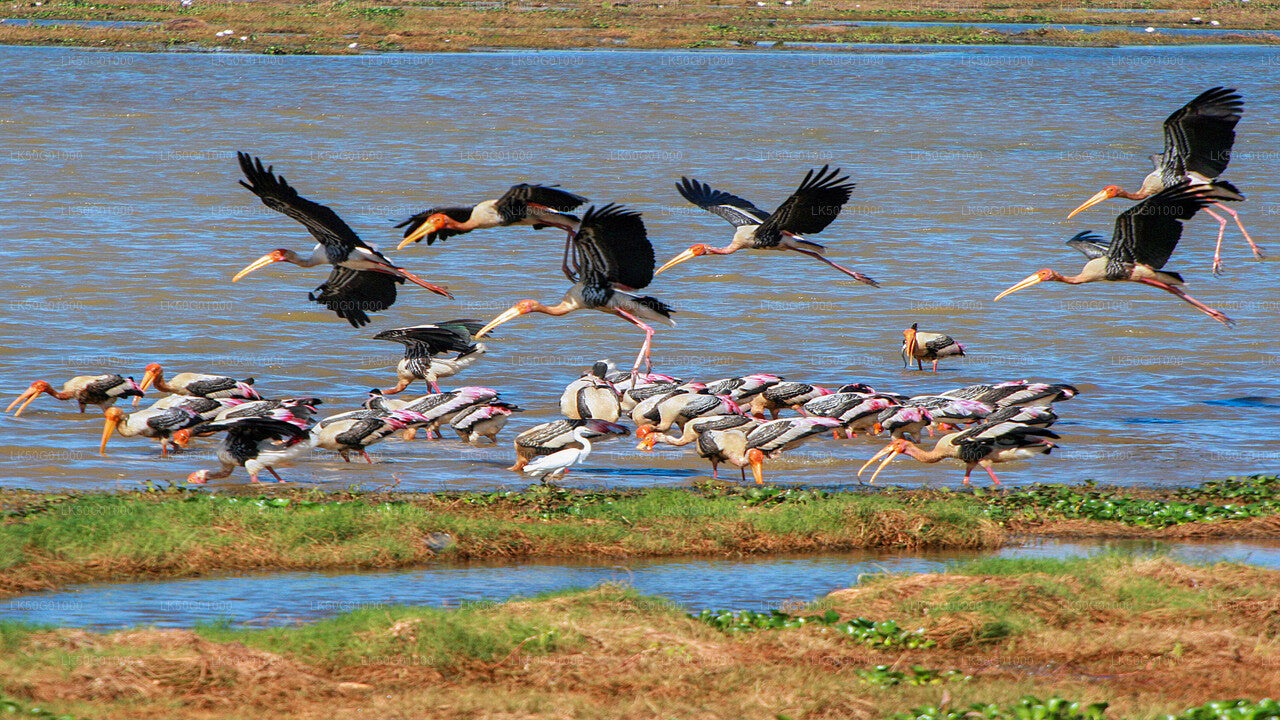 Kumana Milli Parkı Özel Safari