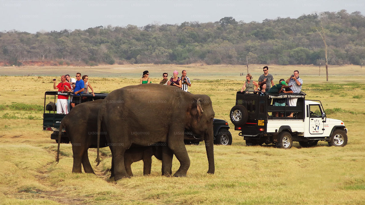 Wasgamuwa Milli Parkı Özel Safari