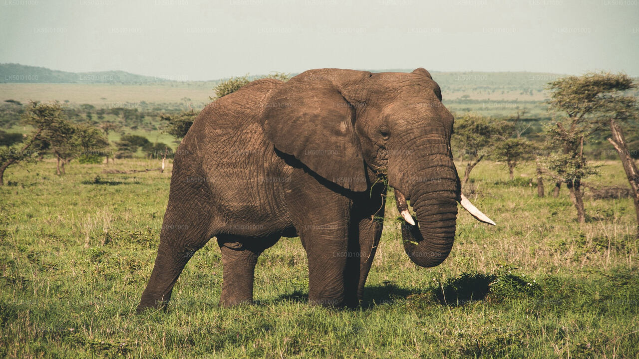 Wasgamuwa Milli Parkı Özel Safari