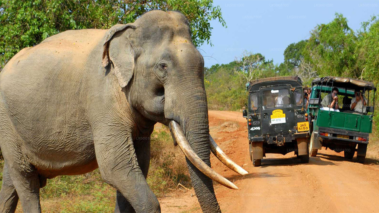 Wasgamuwa Milli Parkı Özel Safari
