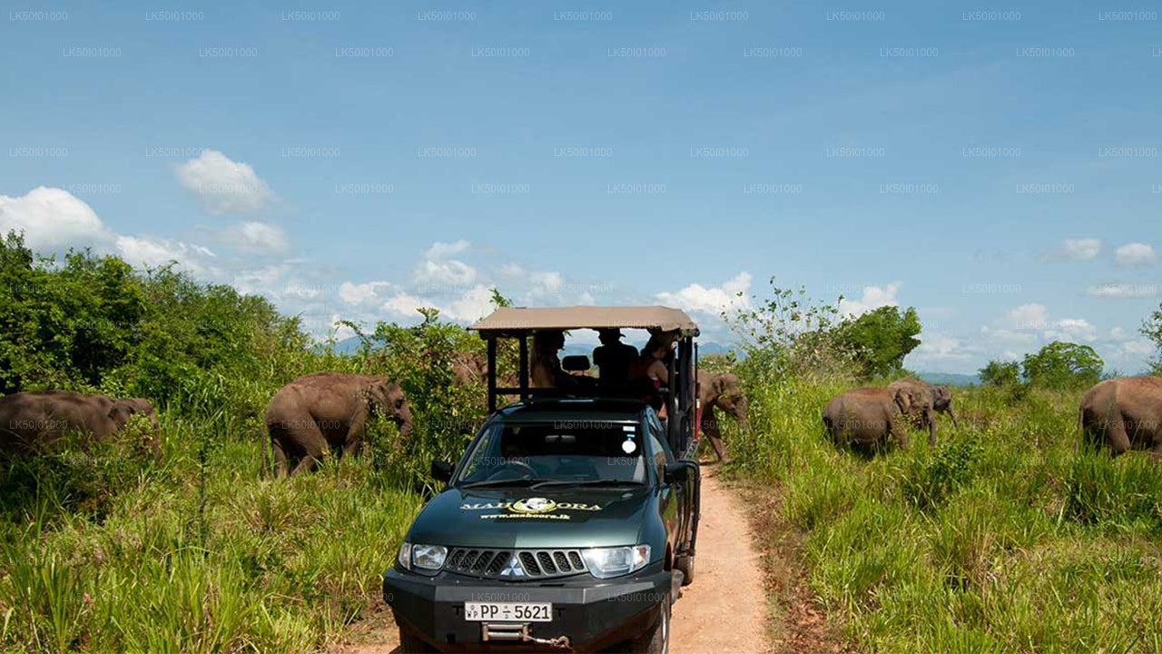 Wasgamuwa Milli Parkı Özel Safari