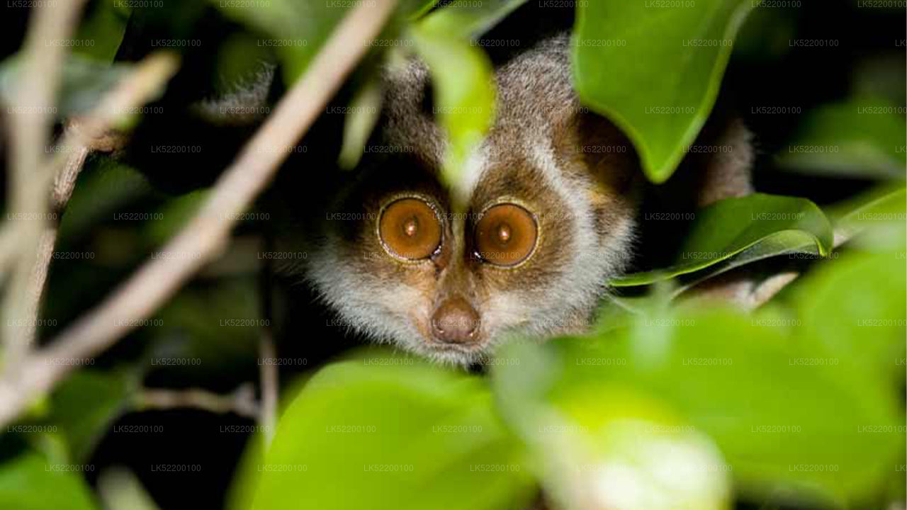 Loris Sigiriya'dan izliyor