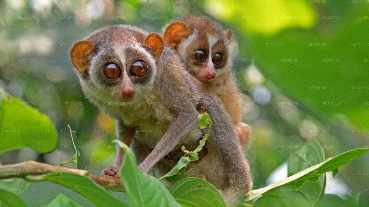 Loris Sigiriya'dan izliyor