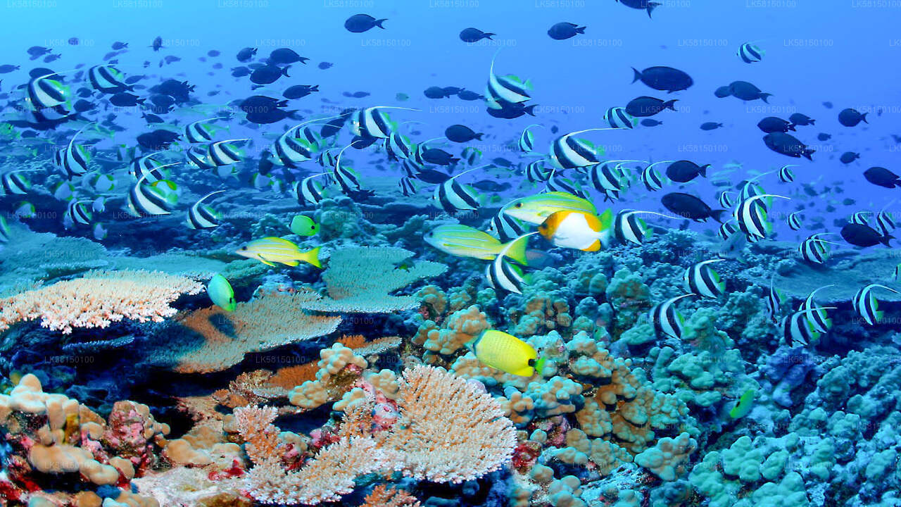 Snorkeling in Talawila St. Anne's Reef from Kalpitiya