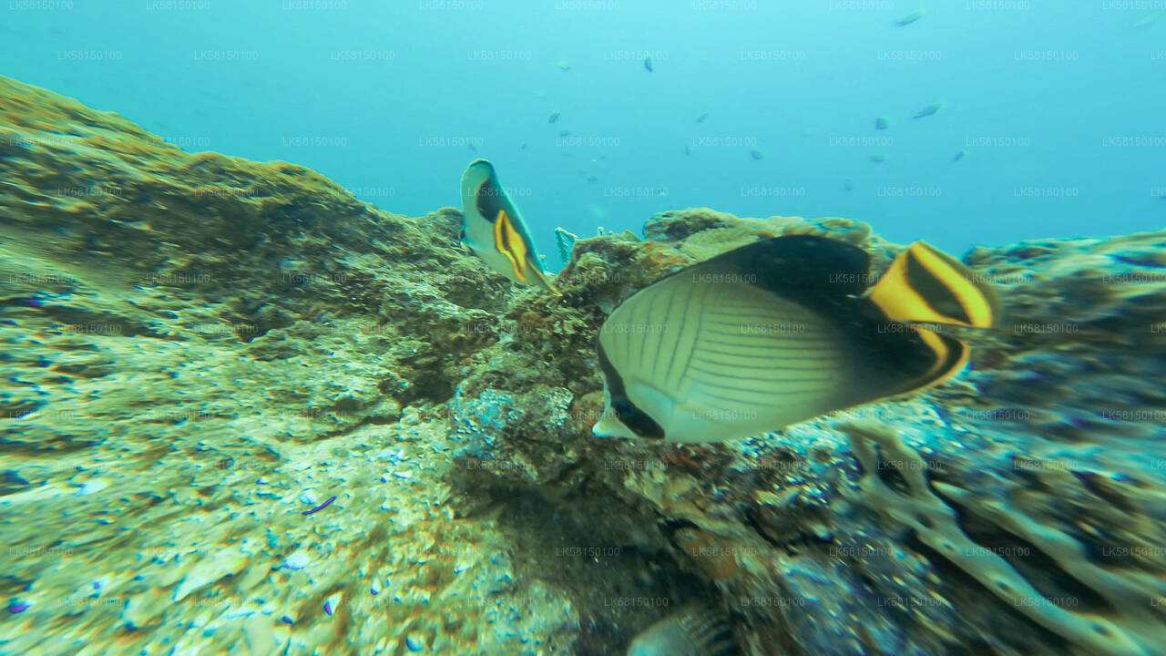 Snorkeling in Talawila St. Anne's Reef from Kalpitiya