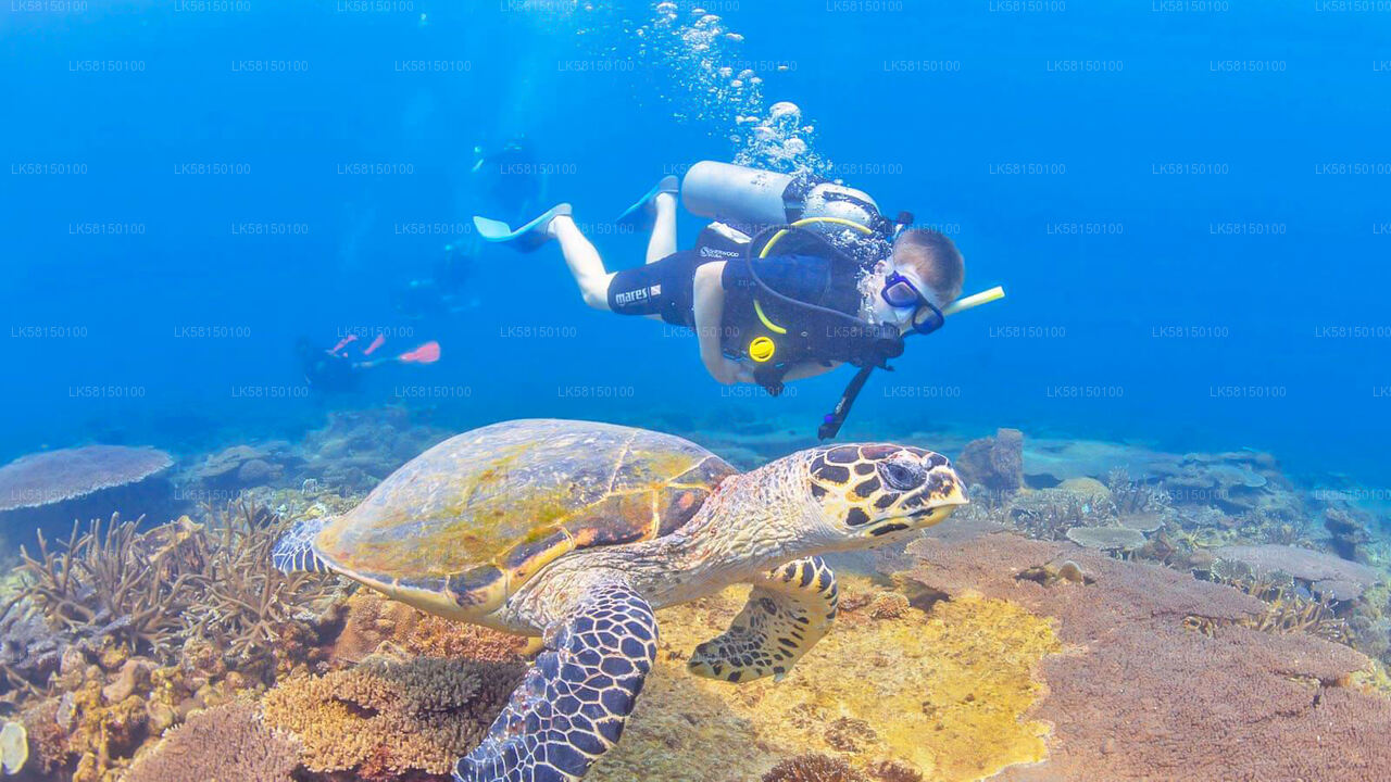 Snorkeling in Talawila St. Anne's Reef from Kalpitiya