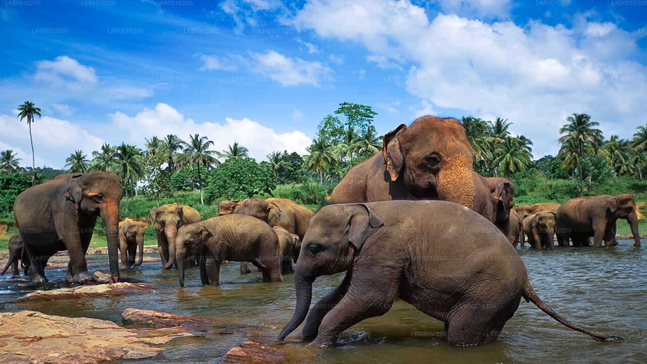 Ahangama'dan Udawalawe Ulusal Parkı Safari