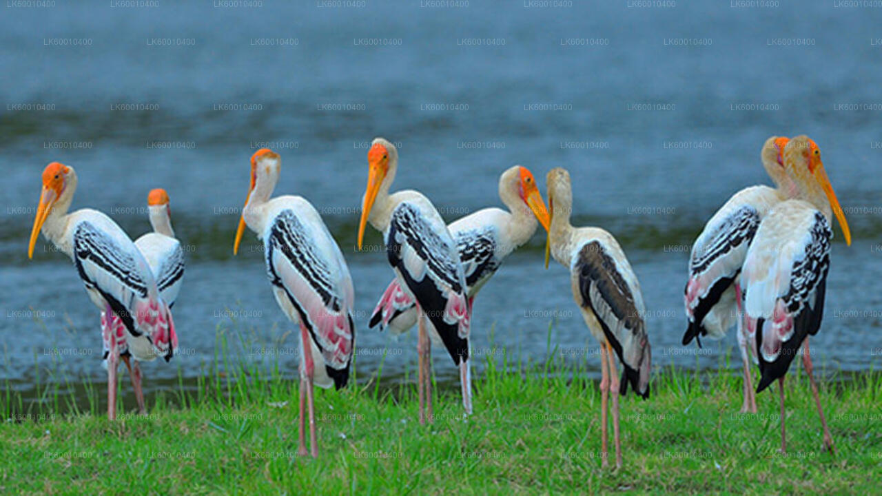 Bundala National Park Safari from Ahangama