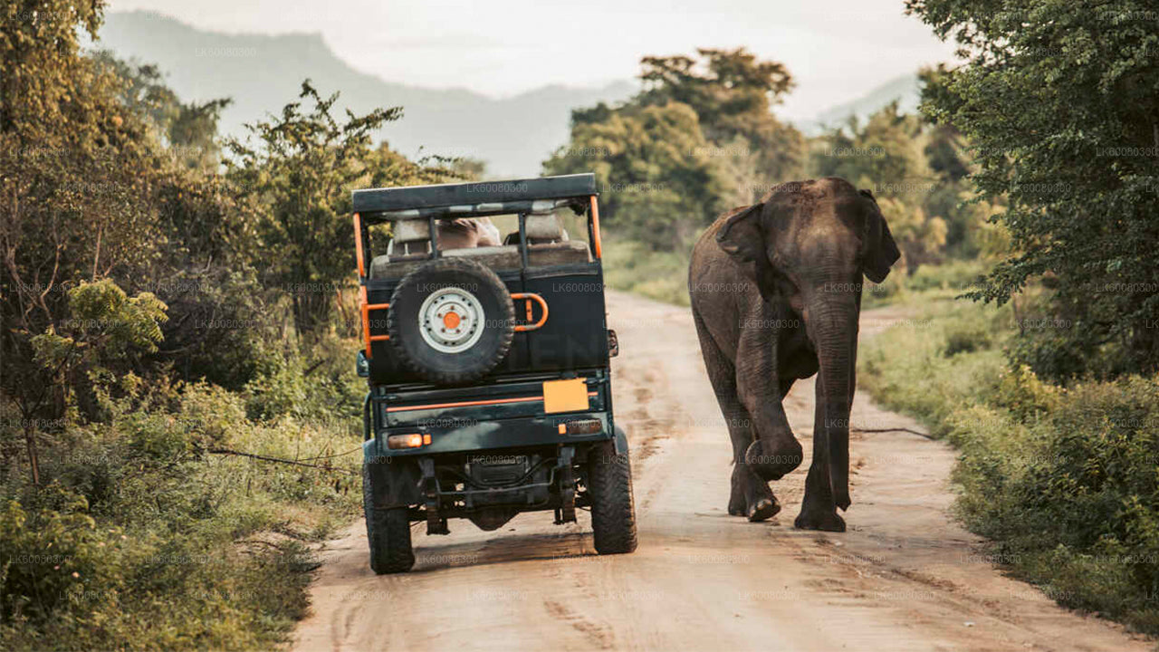 Mirissa'dan Udawalawe Milli Parkı Safari