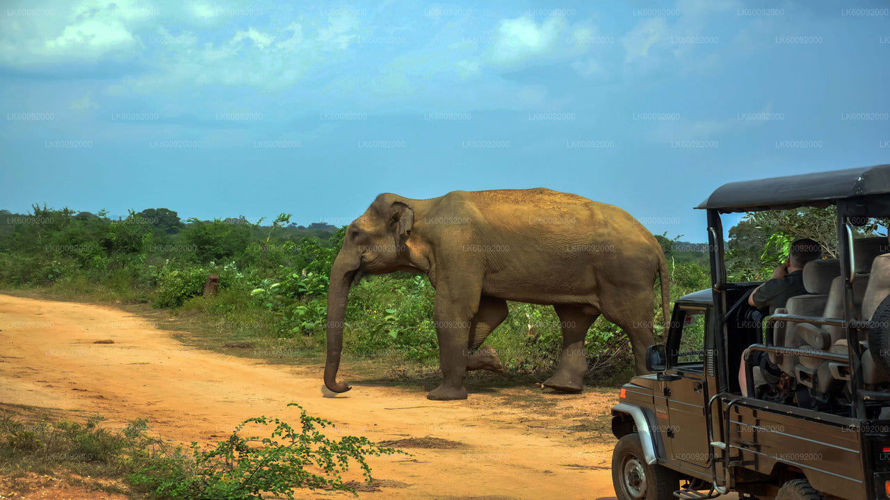 Ella'dan Udawalawe Ulusal Parkı Safari