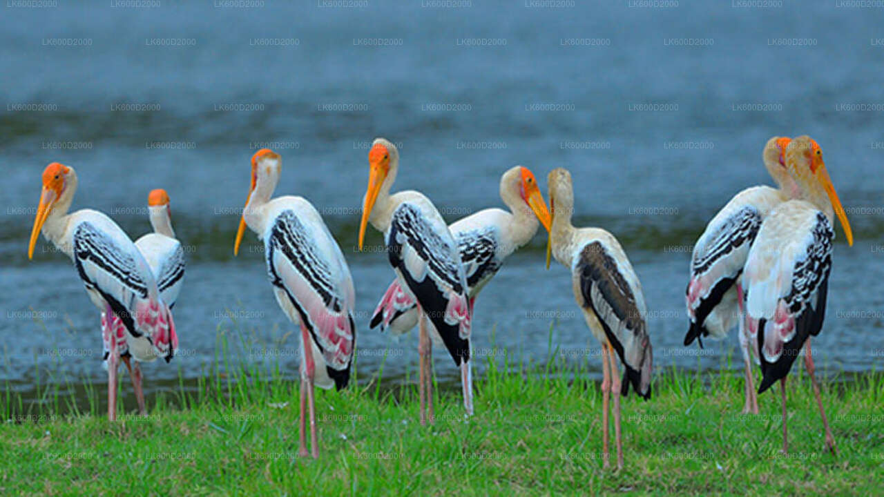 Bundala National Park Safari from Bentota