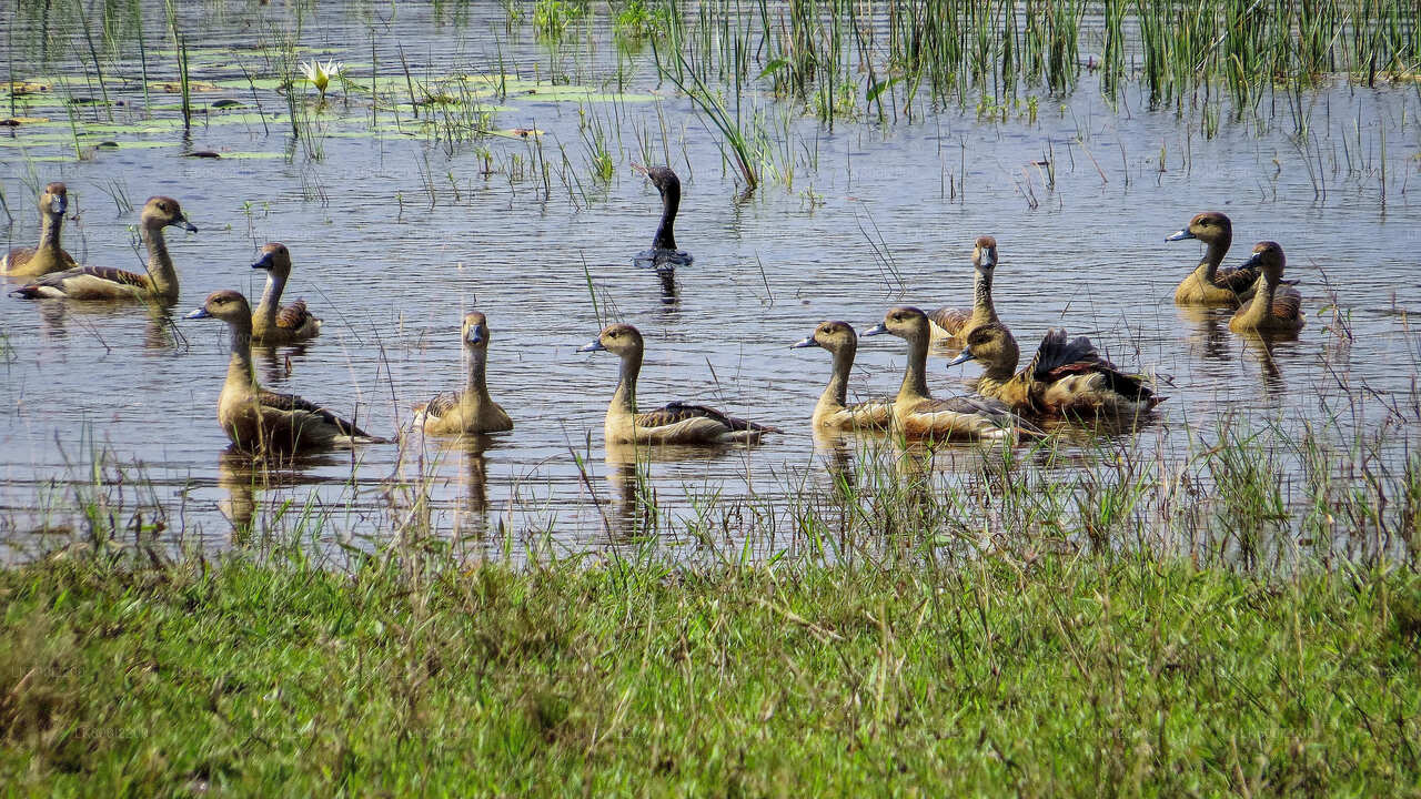Kaudulla National Park Private Safari from Dambulla