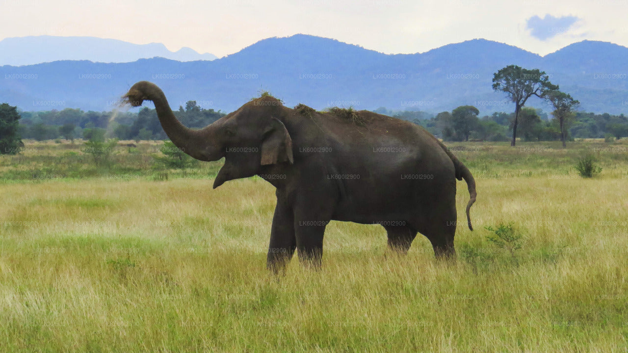 Wasgamuwa National Park Safari from Dambulla