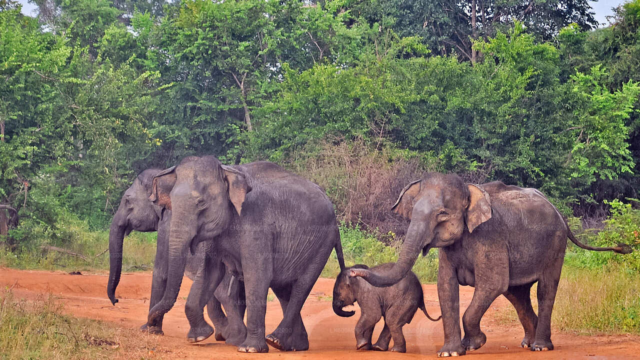 Ella'dan Udawalawe Ulusal Parkı Safari