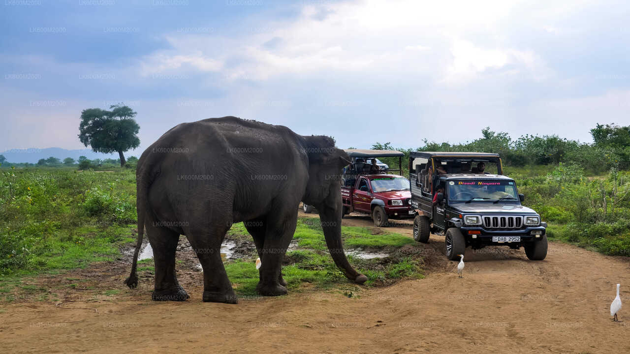 Ella'dan Udawalawe Ulusal Parkı Safari