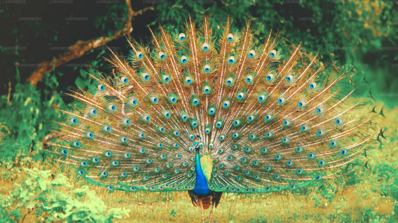 Ella'dan Yala Milli Parkı Safarisi